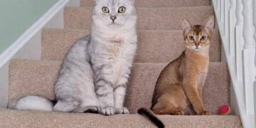 Cancro, la scoperta sui tumori dei gatti: lo studio e le nuove speranze